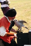 FALCONRY, PHOTOS BY ANNEKE, 0280 5