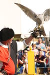 FALCONRY, PHOTOS BY ANNEKE, 0283 6