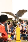 FALCONRY, PHOTOS BY ANNEKE, 0284 7
