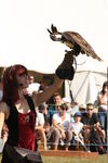 FALCONRY, PHOTOS BY ANNEKE, 0287 8