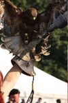 FALCONRY, PHOTOS BY ANNEKE, 0297 10