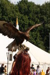 FALCONRY, PHOTOS BY ANNEKE, 0298 11