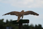 DAY 1, ANNEKE, IMG
4680 102